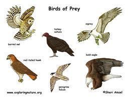 Birds